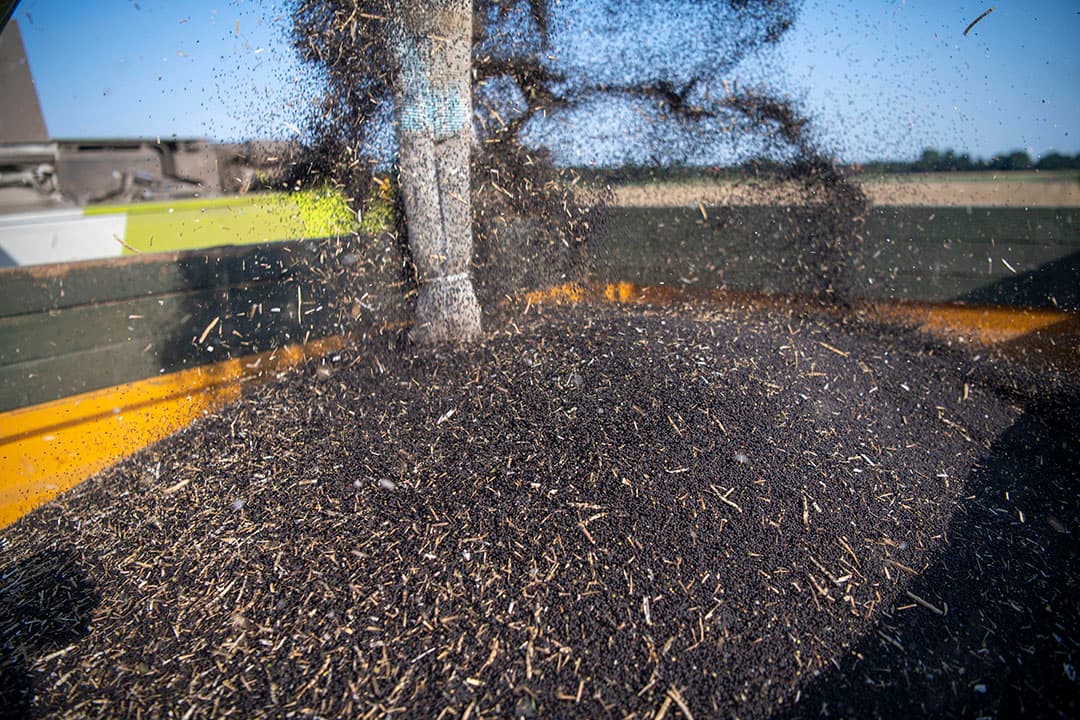 Oogst van koolzaad in Nederland, afgelopen vrijdag 22 juli. - Foto: Mark Pasveer