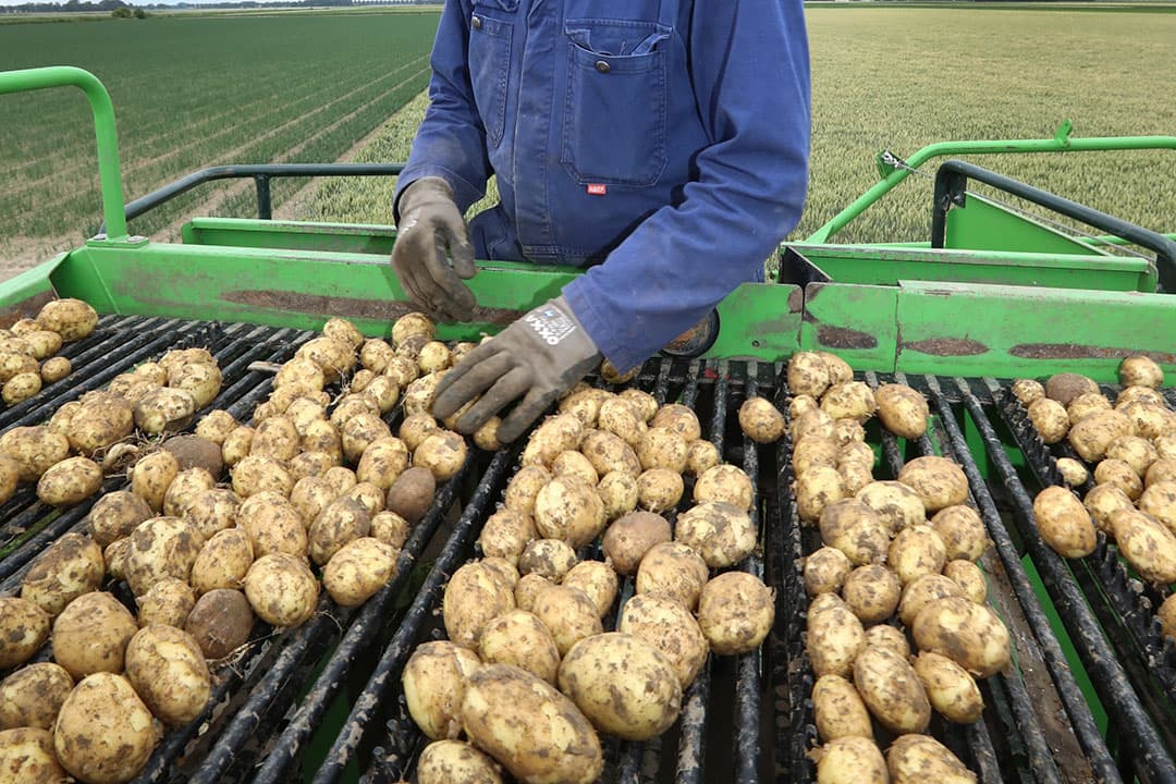Oogst van vroege aardappelen in de Noordoostpolder. - Foto: Henk Riswick