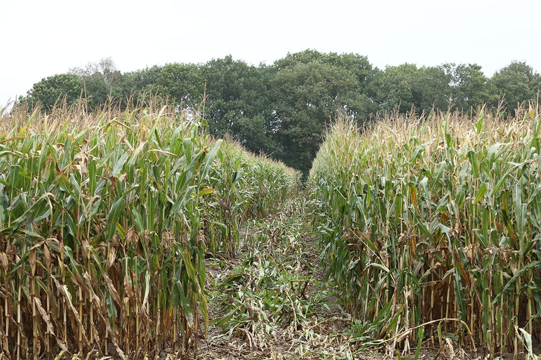 Snijmais wordt voorlopige resultaten van de Landbouwtelling van het CBS geteeld op 183.760 hectare en dat is 1,2% minder dan vorig jaar. Foto: Henk Riswick