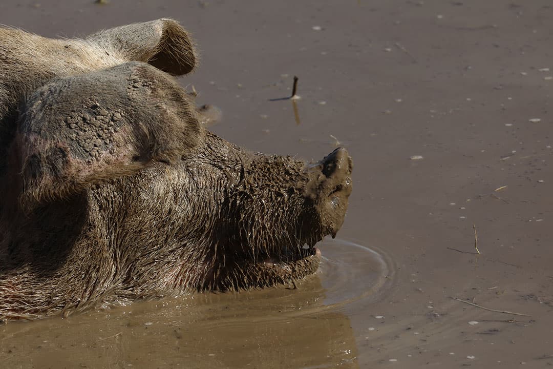 De varkens op de Boerderij Dykhoeve in Herwen (Gld.) hebben geen hittestress. In de wei staan schuilhokken en enkele bomen voor schaduw tijdens het warme weer en daarnaast krijgen de varkens een of twee keer per dag vers water in de modderpoel. - Foto: Henk Riswick