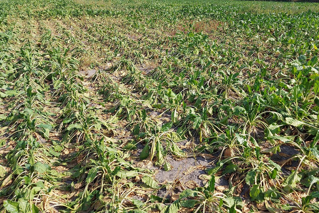 Slapende suikerbieten komen op droogtegevoelige gronden voor nu. - Foto: Jurgen Maassen, IRS
