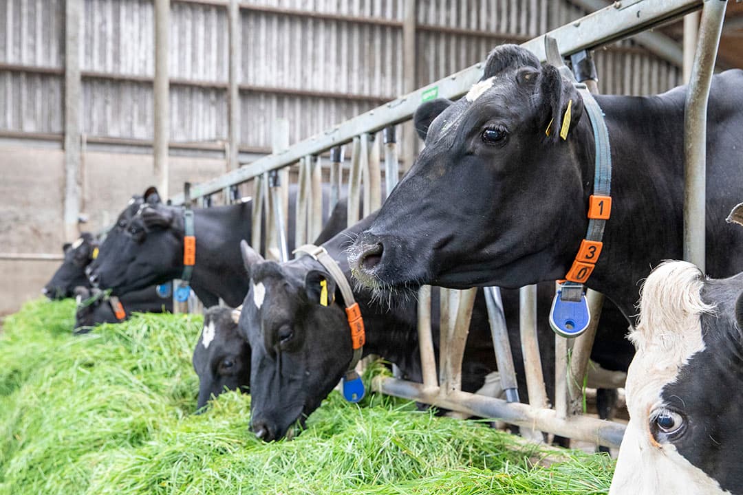 Een koe met een transponder. Tochtdetectie ondersteunt de veehouder met de dagelijkse werkzaamheden. Er is een groot aanbod aan systemen. - Foto: Anne van der Woude