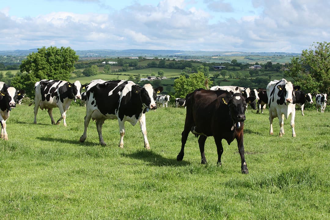 Foto: Boerderij