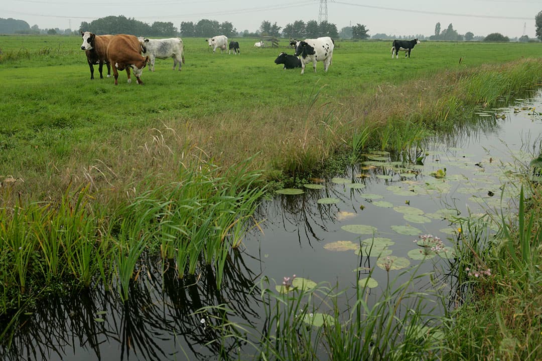 Als de stikstof niet door de planten opgenomen wordt, verdwijnt het teveel aan stikstof in de bodem als nitraat (N03), waarna het naar het grondwater uitspoelt. - Foto: Koos Groenewold