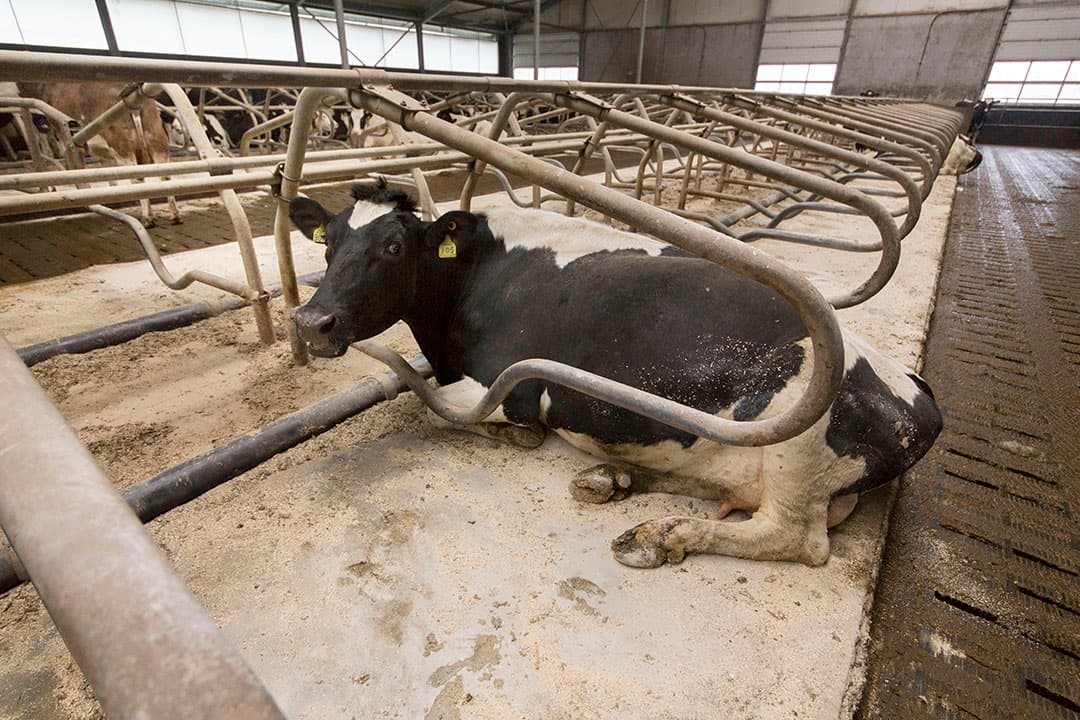 Een goed ingerichte box, voorzien van schoon droog strooisel, helpt de besmettingsdruk laag te houden. - Foto: Koos Groenewold