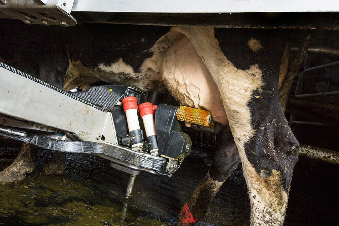 Zowel de reiniging van de uier moet compleet zijn als ook de reiniging en ontsmetting van de borstel zelf. - Foto: Koos Groenewold