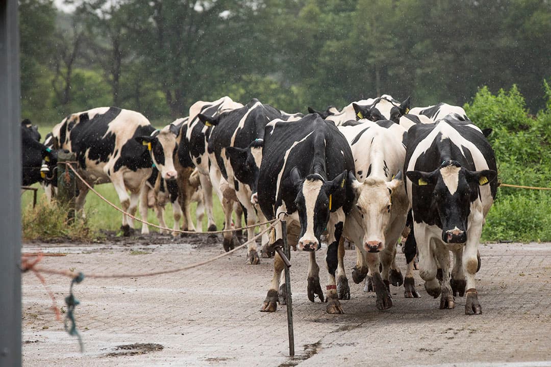 Foto: Koos Groenewold