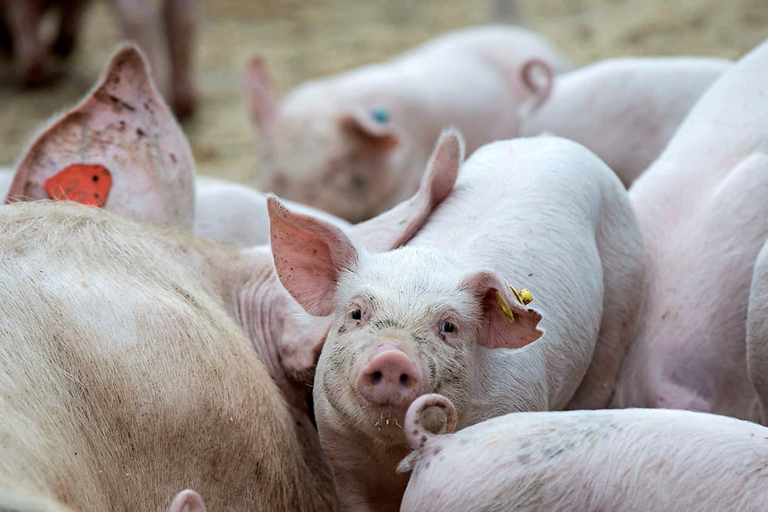De meeste Nederlandse zeugenhouders spenen de biggen op of rond een leeftijd van vier weken. Mits het management in orde is, kan dat prima. Soms kan het beter zijn wat later te spenen. Er moeten dan wel voldoende kraamhokken zijn. - Foto: Koos Groenewold