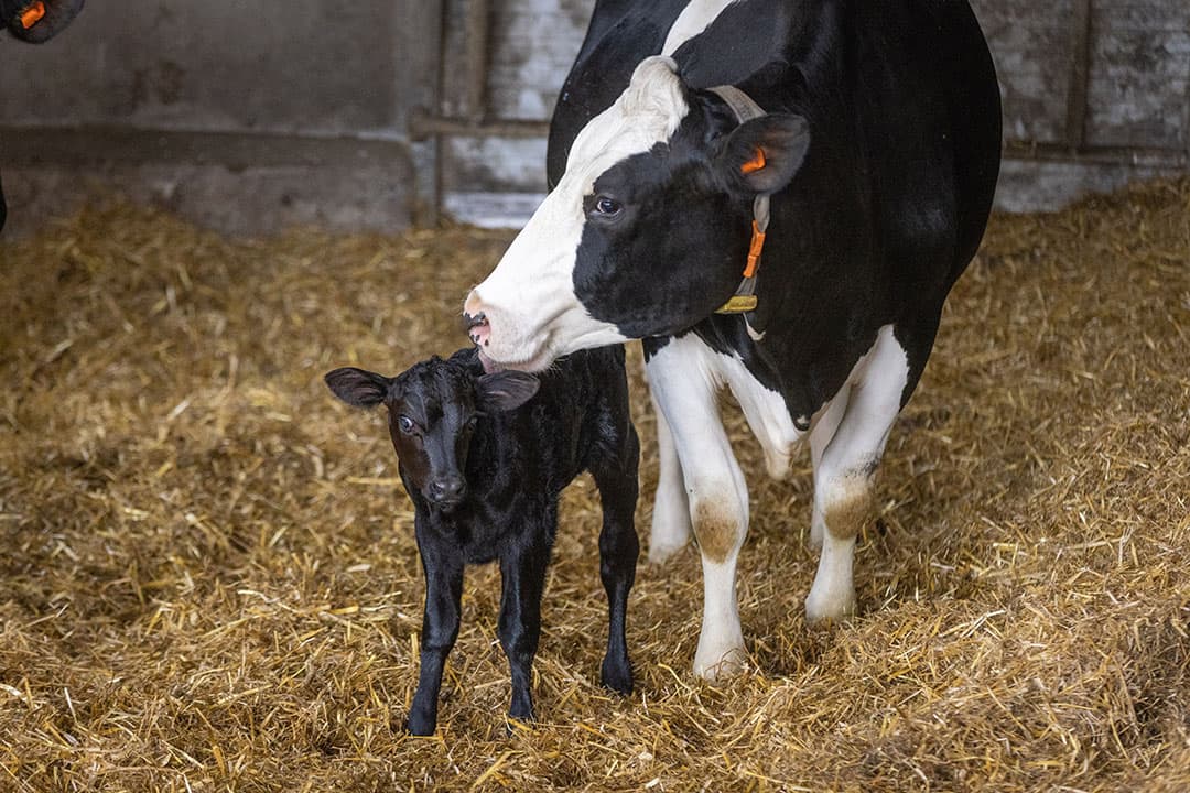 Een koe die net heeft afgekalfd maakt een negatieve energiebalans mee. Als die uit de hand loopt dan kan zij ketose, oftewel slepende melkziekte krijgen. - Foto: Koos Groenewold