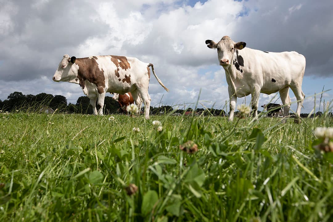 Een goed klaverbestand in een grasklaverweide kan zeker 150 kilo stikstof binden uit de lucht. met prijzen van gemiddeld €3 per kilo stofstof uit kunstmest levert dat al een flinke besparing in kosten op. - Foto: Hans Banus