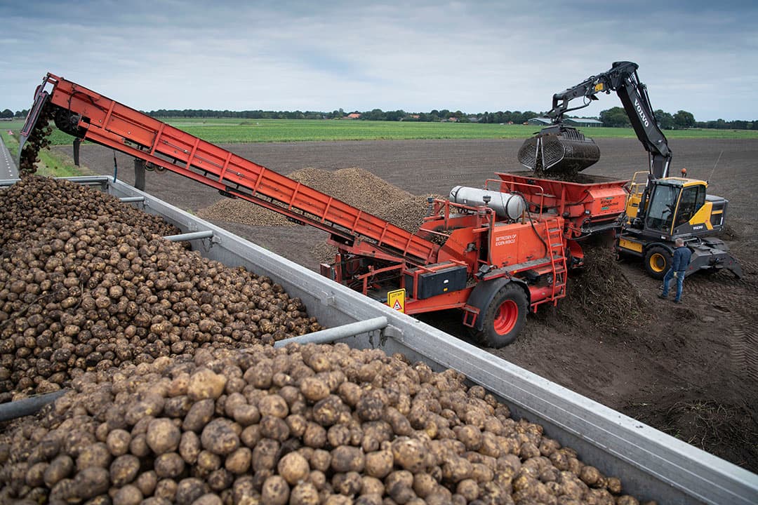 Laden van zetmeelaardappelen. Avebe verhoogde dit seizoen de basisprijs voor zetmeelaardappelen. - Foto: Mark Pasveer