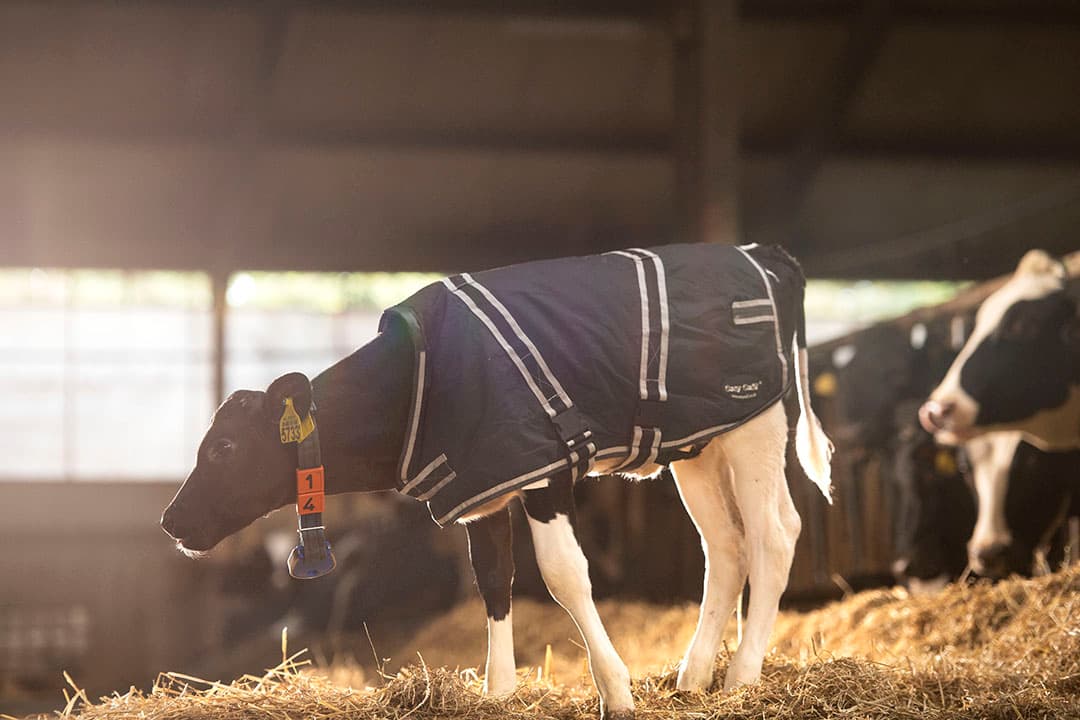 Uit onderzoek bleek dat kalverdekjes geen effect hebben op de groei van kalveren. Warmtelampen hebben wel degelijk effect. - Foto: Mark Pasveer