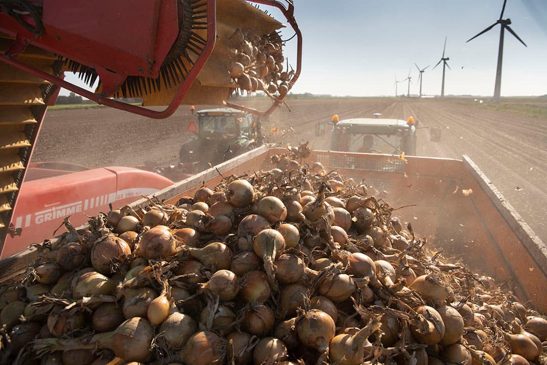 In 2021 groeiden er veel uien, dankzij een exportrecord is bijna alles verkocht. - Foto: Mark Pasveer