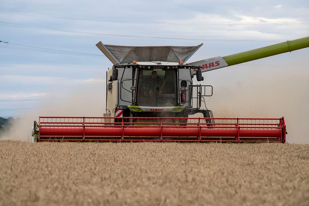 In Biasche Saint Vaast heeft een Claas Lexion 7700 op rupsen de vaart er in. - Foto's: Mark Pasveer