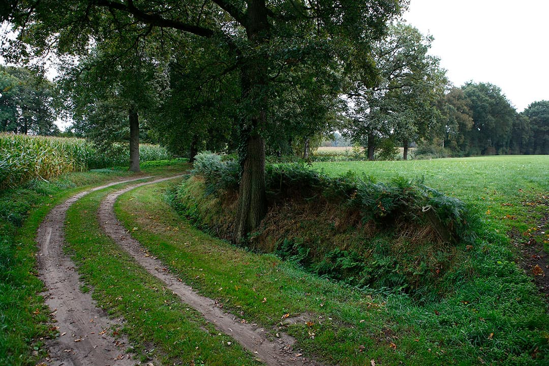 Naast landbouwgrond telt ook de ruimte die landschapselementen innemen als subsidiabele grond. - Foto: Hans Prinsen