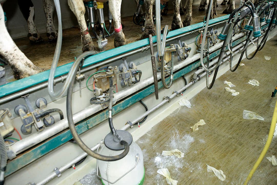 De melk van koeien die met mastitis geconfronteerd zijn, wordt uitgehouden en weggegooid. De melk van deze koe had op dit moment 60 cent kunnen opbrengen. Dat zijn gemiste inkomsten en voor de melkproductie zijn ook nog eens kosten gemaakt. Dubbel verlies dus. - Foto: Henk Riswick
