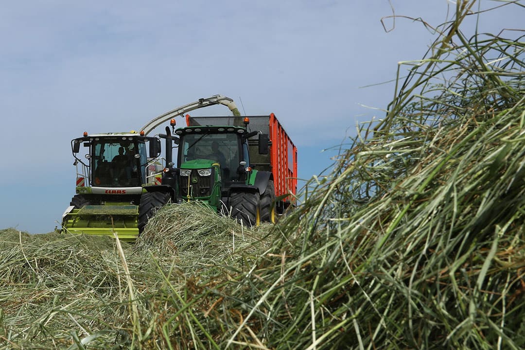 De late oogst van de eerste snede, hier op 1 juni 2021, leidde tot hoge opbrengst met laag ruw eiwit. - Foto: Henk Riswick