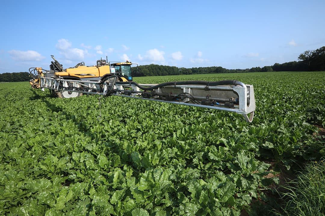 Bladschimmelbespuiting in een perceel suikerbieten. Vooral in juni, juli en augustus  is het belangrijk om de schimmels goed onder controle te houden.