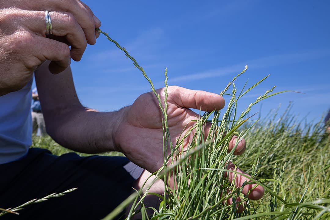Beoordelen van graszaad. Dit gewas kan de weerbaarheid van een akkerbouwrotatie versterken. - Foto: Peter Roek