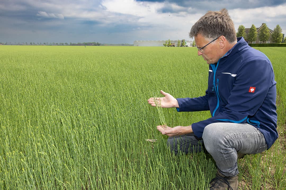 Akkerbouwer Arjan Schrauwen neemt gerichte maatregelen die meer koolstof vastleggen in de bodem. Hij ziet ook dat daardoor zijn gewassen het beter doen. Hij toont hoe zijn vlas er op 16 mei bij staat op NKG-grond zonder beregening. - Foto: Peter Roek