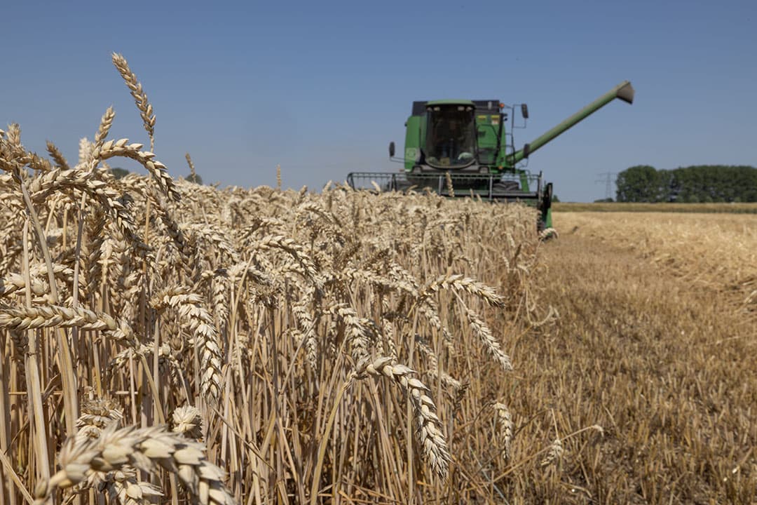 Graanoogst Zuidwest-Nederland 2022. - Foto's: Peter Roek