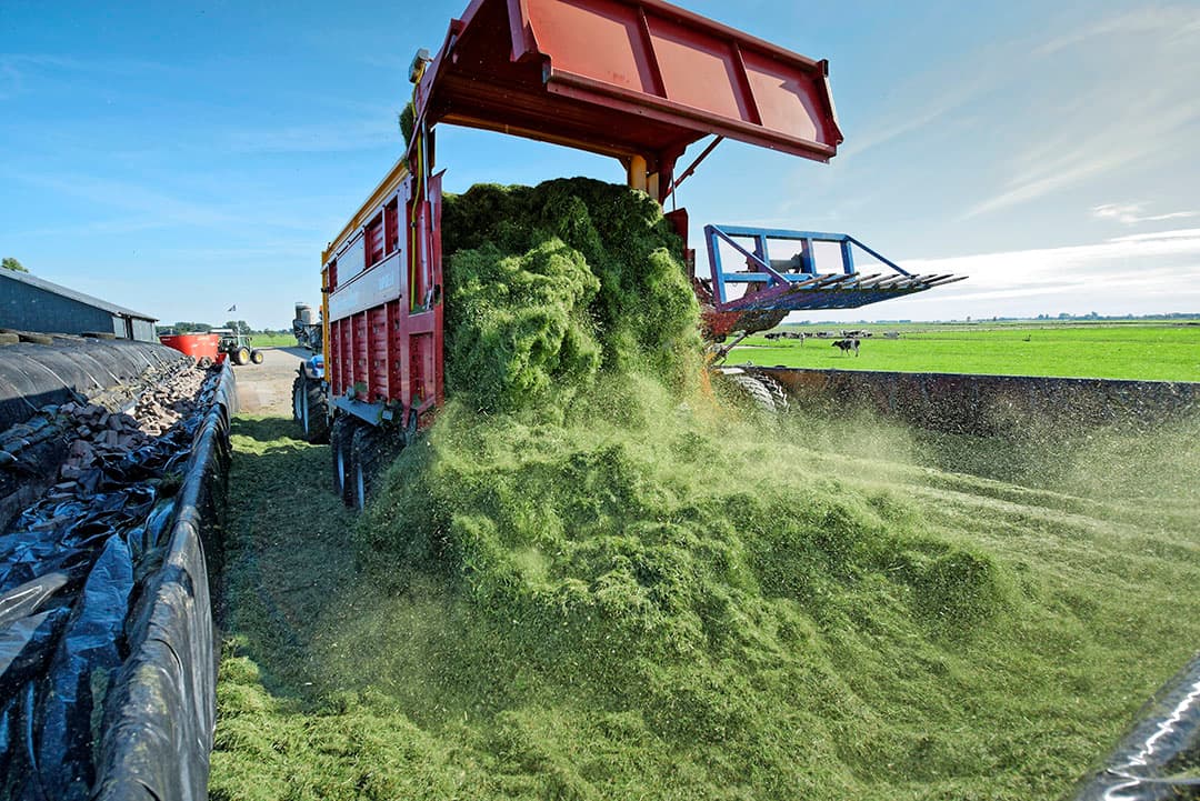 Grasbedrijven kunnen goedkoper melken en ruwvoer maken dan bedrijven met veel mais in het rantsoen. Dat gaat wel ten koste van een stuk efficiëntie. - Foto: Lex Salverda