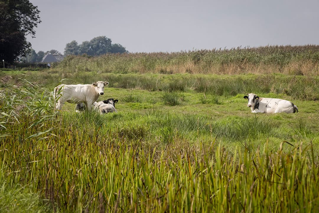 Foto: Koos Groenewold