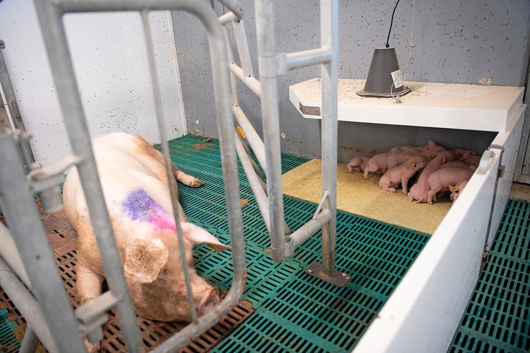 Een goede onderkruip zorgt ervoor dat de rest van het kraamhok niet te veel opwarmt. Ook de plaatsing rond de zeug is van belang. - Foto: Michel Velderman