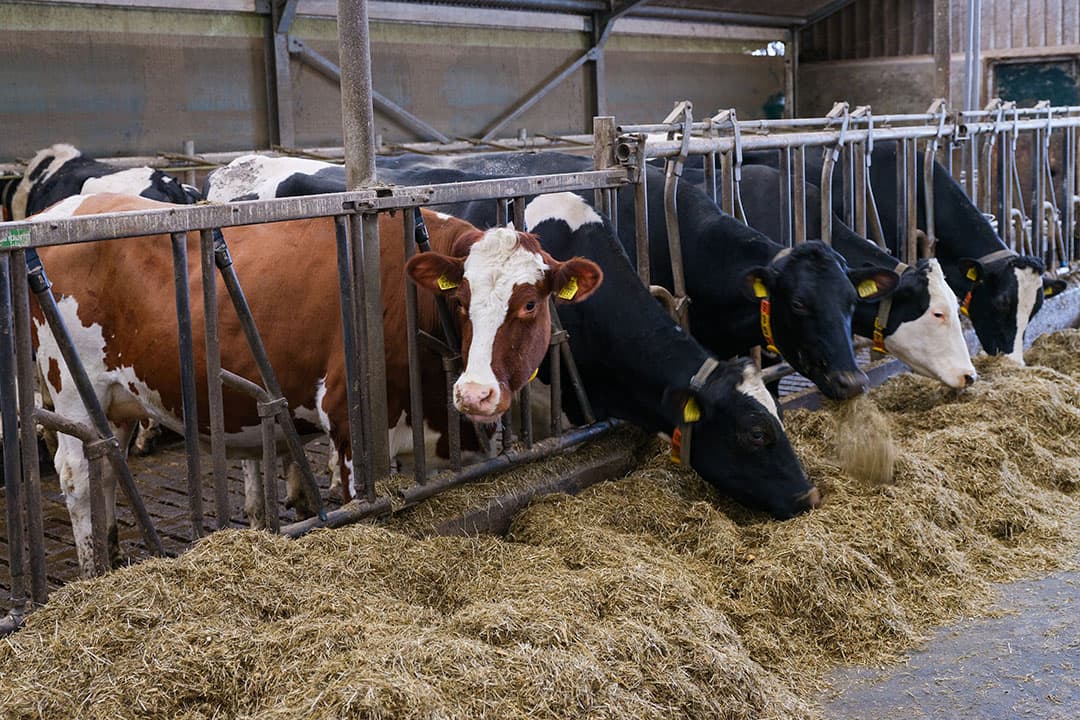 Foto: Jan Willem van Vliet