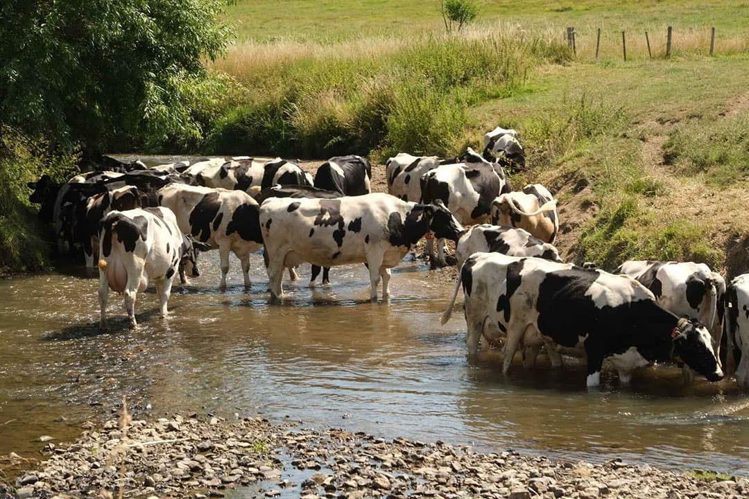 Met de poten in het water zoeken deze koeien verkoeling in de Geul bij het Zuid-Limburgse Epen. - Foto: Twan Wiermans