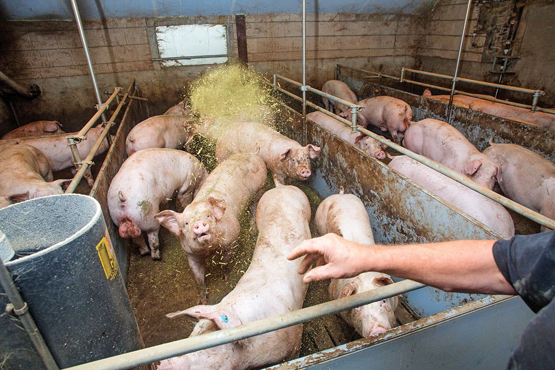 Bij NVWA-controles blijkt wroetbaar en eetbaar verrijkingsmateriaal regelmatig te ontbreken. - Foto: Herbert Wiggerman
