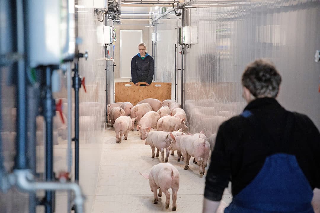 Met de groei van bedrijven is ook de arbeidsvraag toegenomen. Vanuit onderzoek is bekend dat er grote verschillen bestaan in arbeidsbesteding per zeug of vleesvarken. Veel keuzes van de bedrijfsopzet hebben daar invloed op. - Foto: Herbert Wiggerman