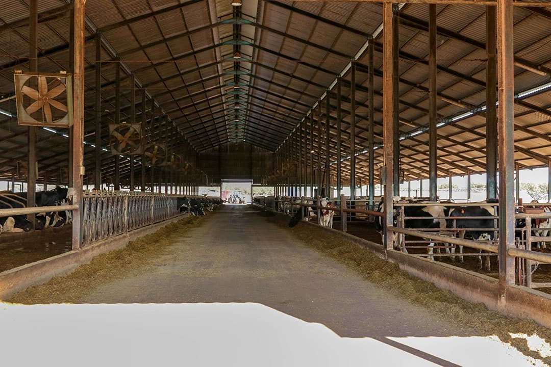 De grote ligboxenstal heeft veel volume en de nok is 12 meter hoog. Zo is er veel luchtverplaatsing. Daarnaast zijn er veel ventilatoren in de stal.