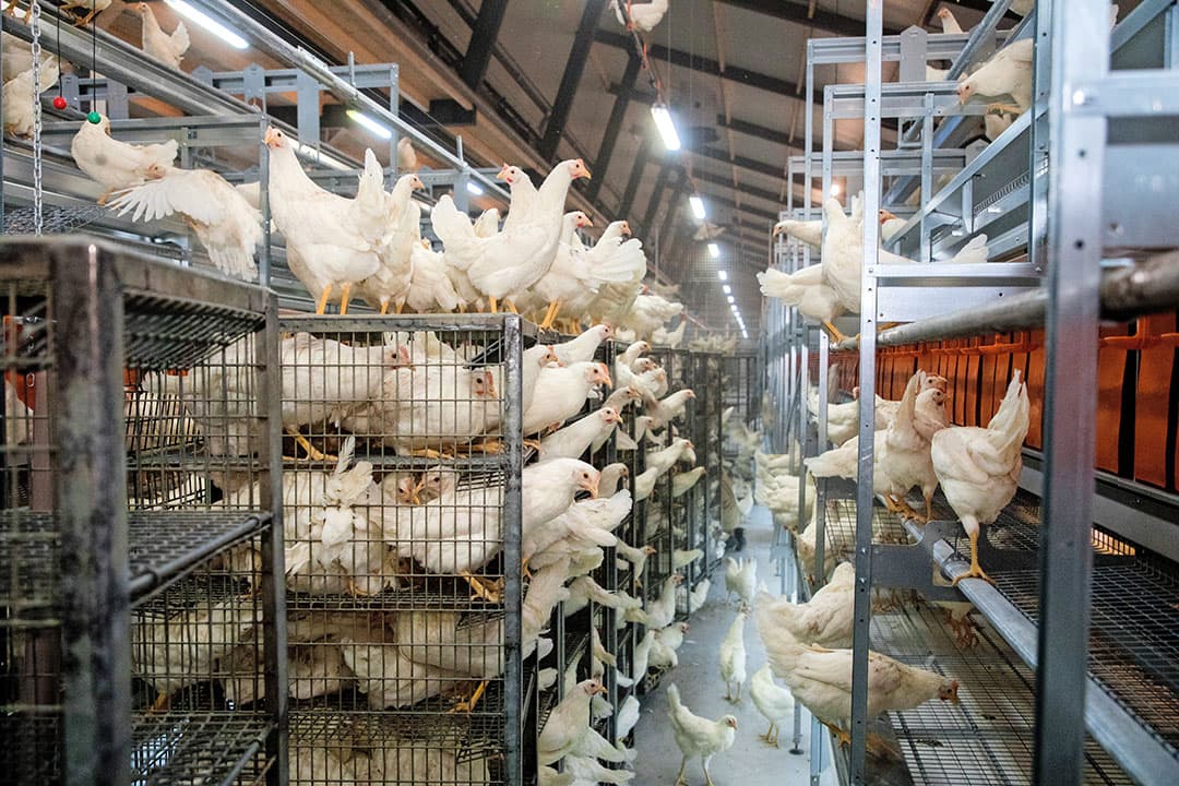Veel pluimveehouders hebben vanwege de vogelgriepuitbraken en vervoersverboden weken langer dan normaal op hun nieuwe kippen moeten wachten. - Foto: Foto: Herbert Wiggerman