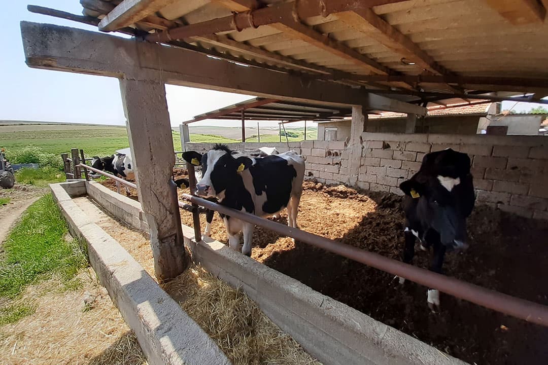 Thracië is heuvelachtig en groen. De overheid heeft het goed voor met de melkveehouderij. Zo werd er sturing en stimulans gegeven aan de melk en vleesproductie. Roodbonte rassen, waaronder het Fleckvieh ras kreeg de voorkeur omdat vlees ook zeer belangrijk is voor Turkije. - Foto's: Robert Prins