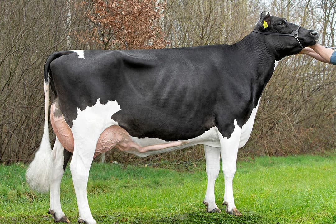 Grant D Fay (v. Reflector, EX-90), grootmoeder van Flagstone, produceerde tot nu toe 46.063 kg melk met 4,43% vet en 3,75% eiwit. - Foto: Alger Meekma