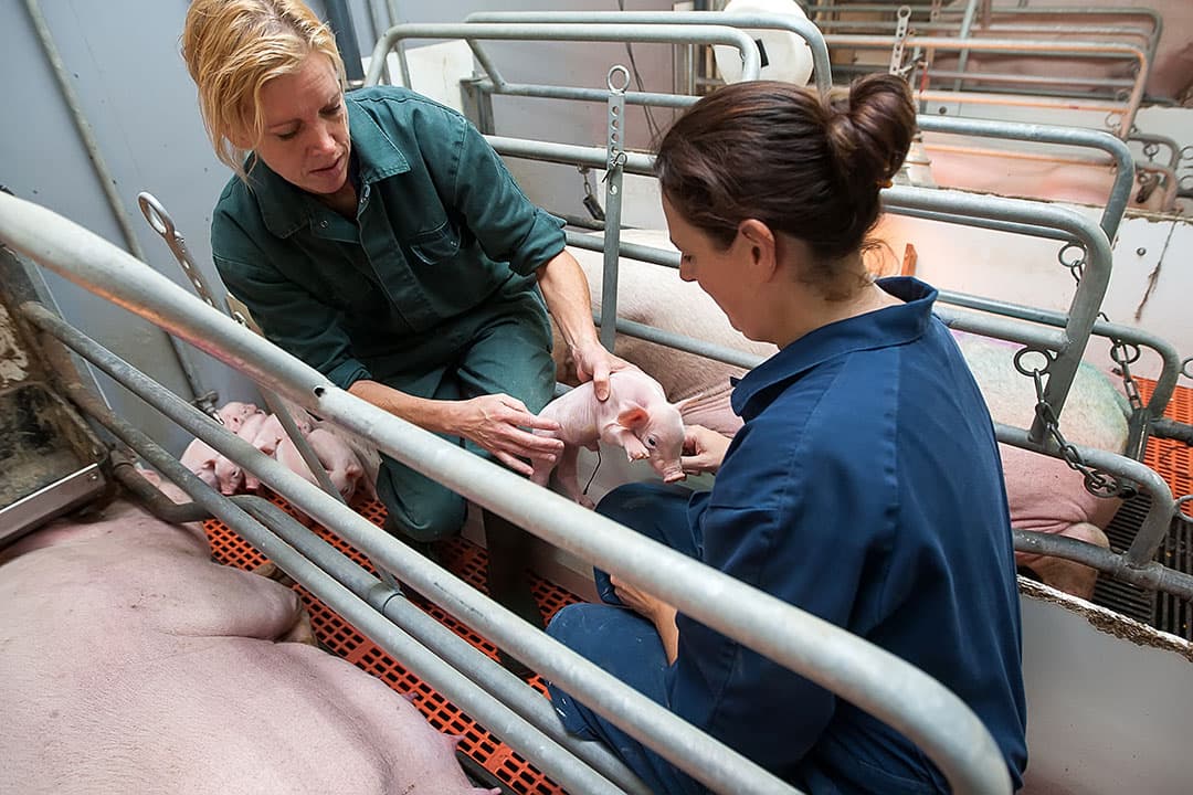 De aanpak van kraamstaldiarree gaat niet zonder een goed doordacht plan. Alleen vaccineren is niet de oplossing. - Foto: Ronald Hissink