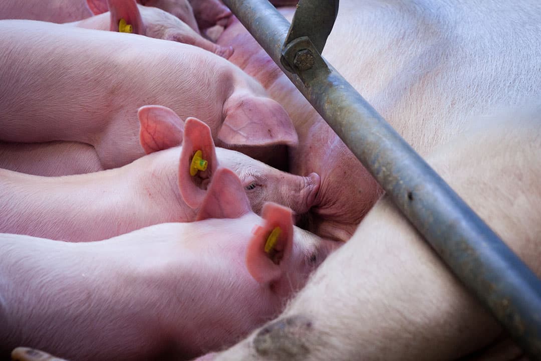 Met een uitbraak van diarree onder pasgeboren biggen sta je als varkenshouder direct 0-3 achter. - Foto: Joris Telders