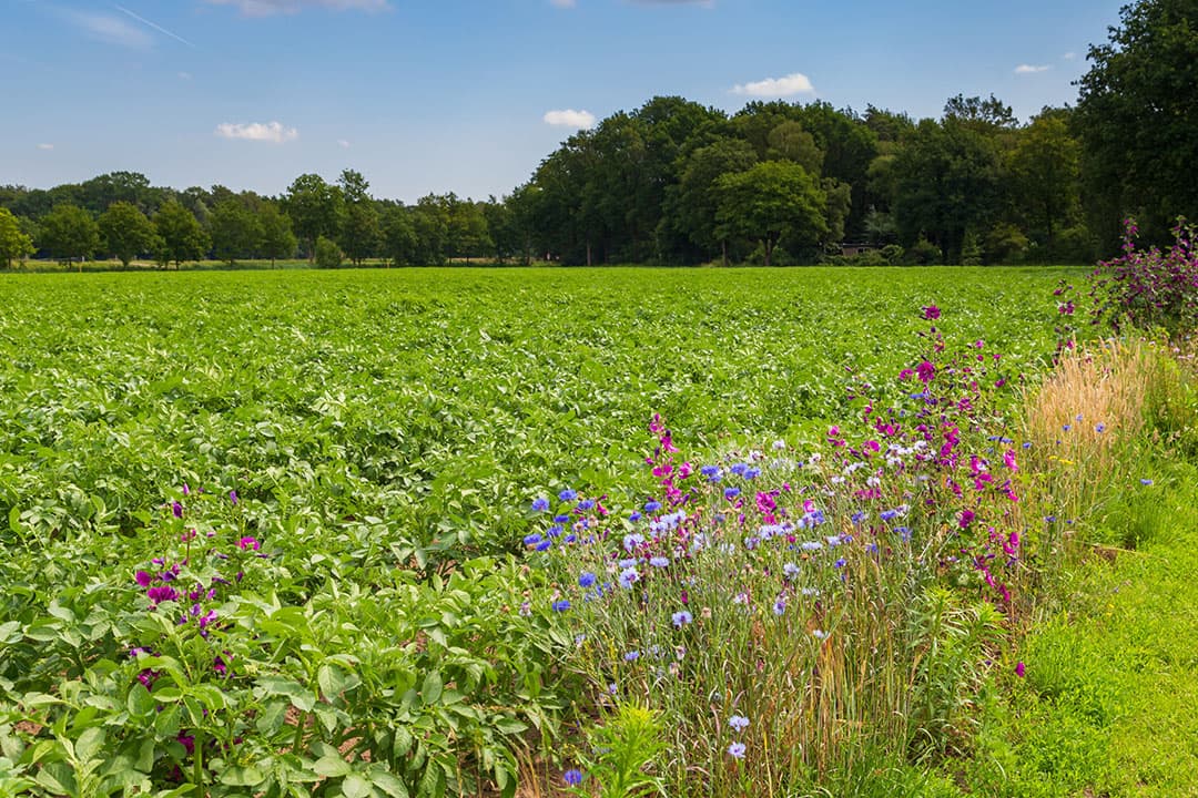 Een andere motie over het maken van een ‘reparatiewet’ om Nederland van het stikstofslot te halen, haalde het ook niet. - Foto: Canva