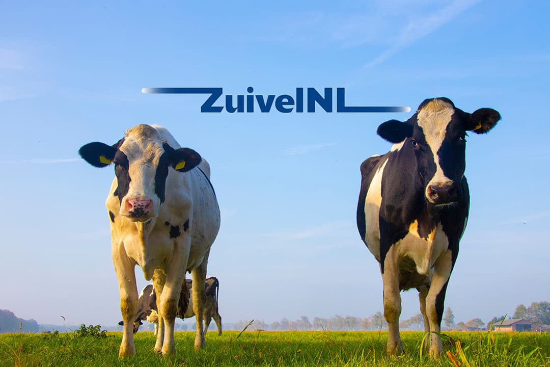 De stapeling van de diverse aangekondigde maatregelen waar de zuivelketen mee te maken heeft, vraagt volgens brancheorganisatie ZuivelNL om integrale oplossingen. - Foto: Canva
