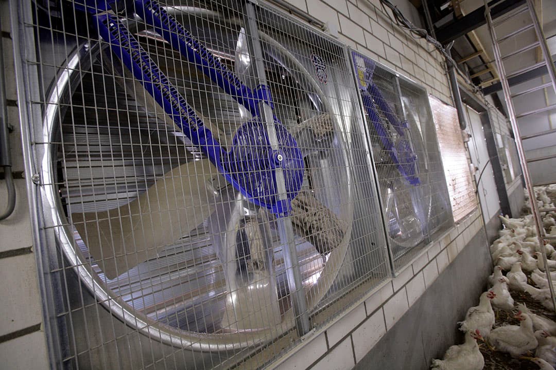 Ventilatiesysteem in een pluimveestal. - Foto: Koos Groenewold