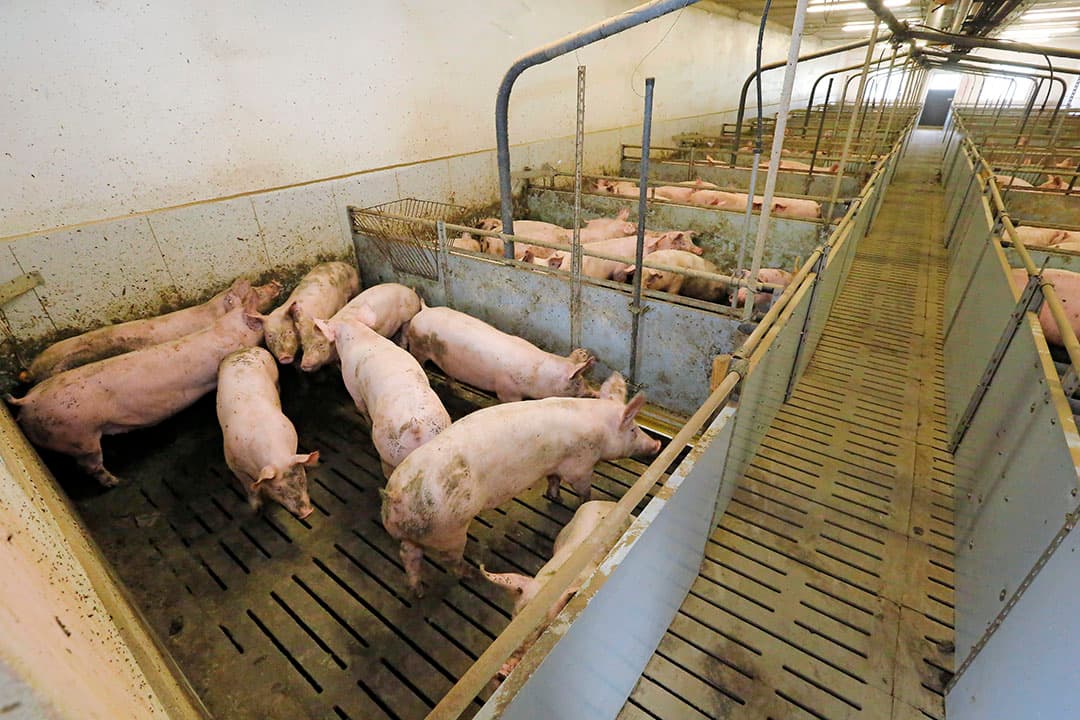Door de crisis van de afgelopen 2 jaar gooien steeds meer Duitse varkenshouders het bijltje erbij neer. - Foto: Henk Riswick