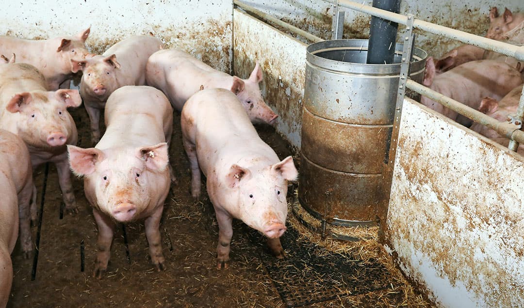 Kaufland verkoopt alleen nog varkensvlees van houderij-type 2. - Foto: Henk Riswick