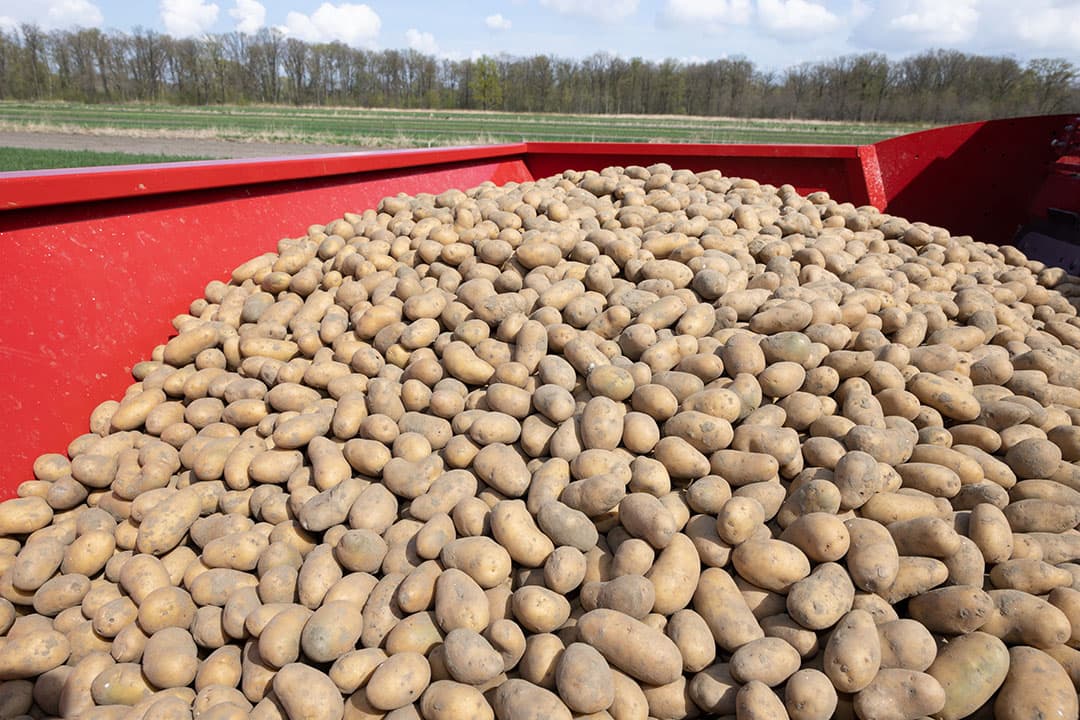 Pootgoed in de bunker van een pootmachine. - Foto: Peter Roek