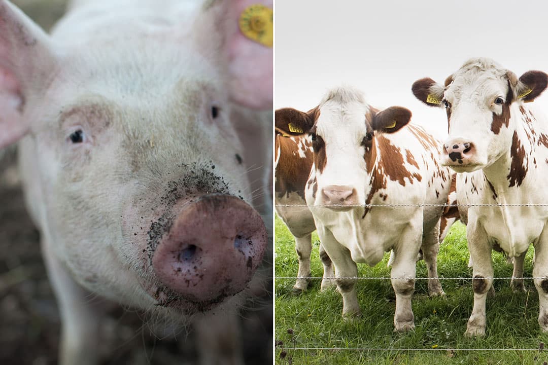 Er is dit jaar sprake van een lagere aanvoer van melk en varkensvlees. - Foto's: Canva