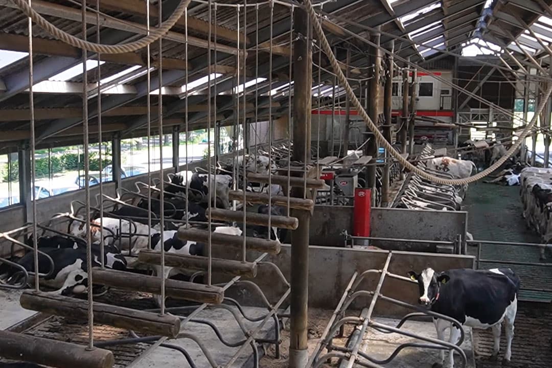 Bij Uitjesboerderij Leekzicht in Boerdonk kan men survivallen in de koeienstal. - Foto: Rachel Henst