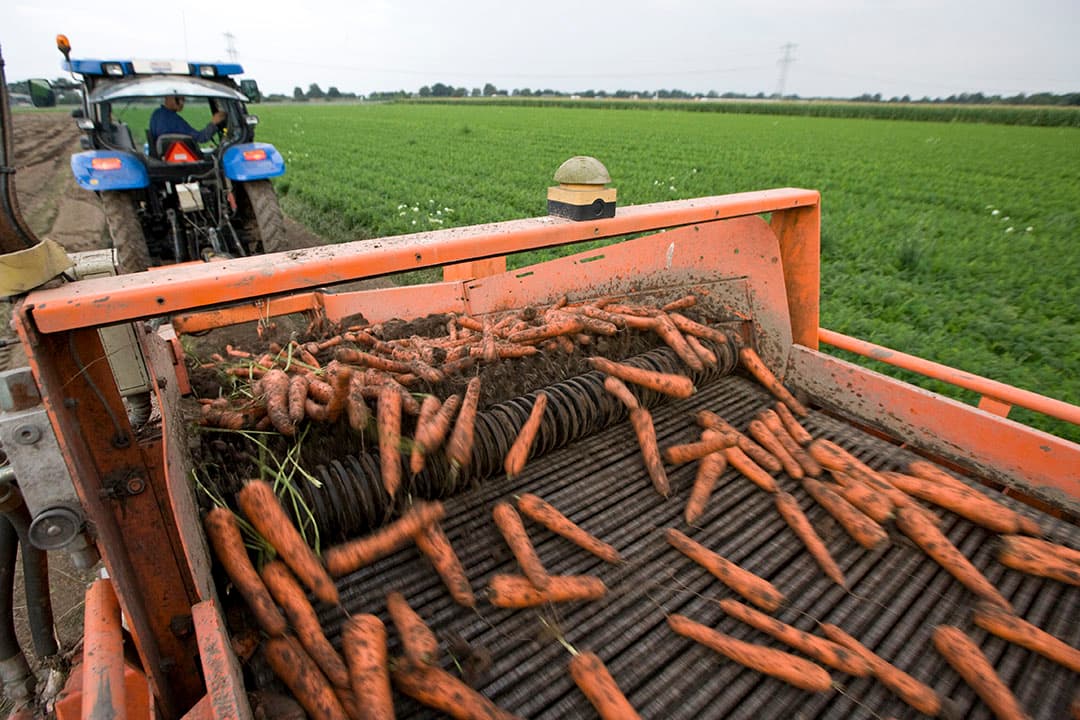 In 2022 wordt minder peen geteeld dan vorig jaar, wat zorgt voor een positieve marktverwachting. Foto: Koos Groenewold