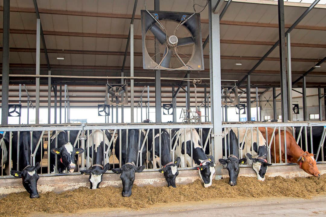 Op een goede manier de lucht verversen, is een belangrijke maatregel om hittestress tijdens warme dagen te voorkomen. Er zijn meerdere manieren die allemaal goed kunnen werken. Installatie conform de eisen is belangrijk. - Foto: Koos Groenewold