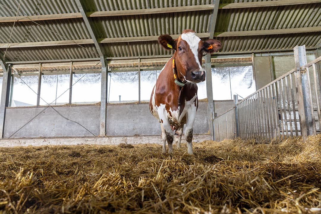 Een droge koe in een potstal. Hittestress voorkomen doe je door de huisvesting en het rantsoen te optimaliseren. - Foto: Koos Groenewold