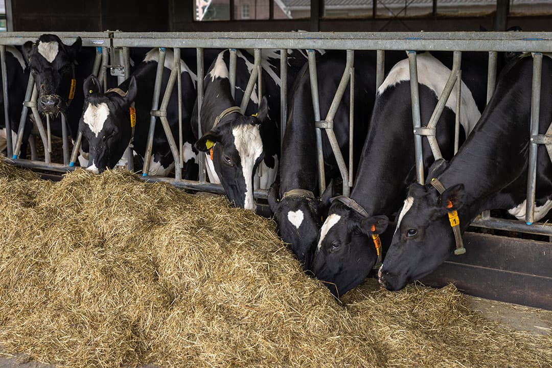 Foto: Koos Groenewold